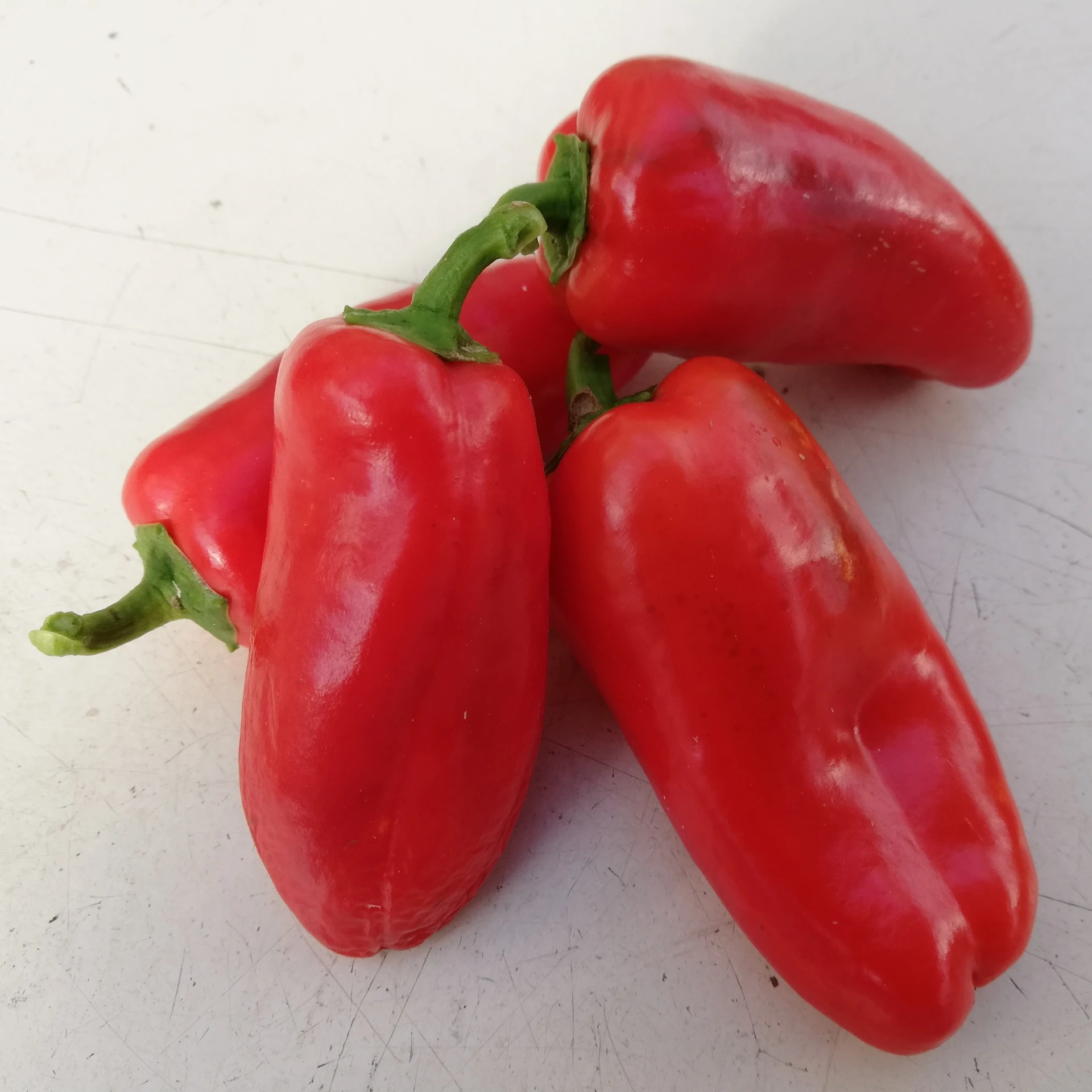 Poivron snack rouge P9X9