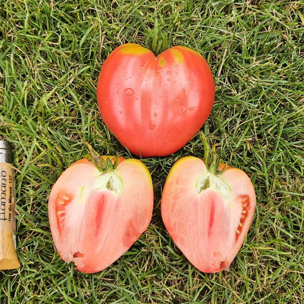 Tomate Anna russe P8X8