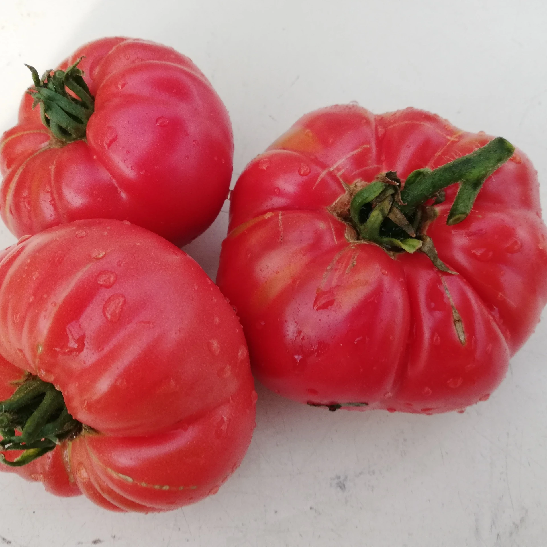 Tomate Belgian Pounder P8X8