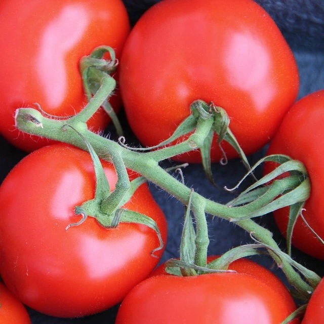 Tomate Bolstar granda P8X8