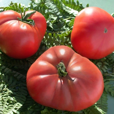 Tomate Brandywine P8X8