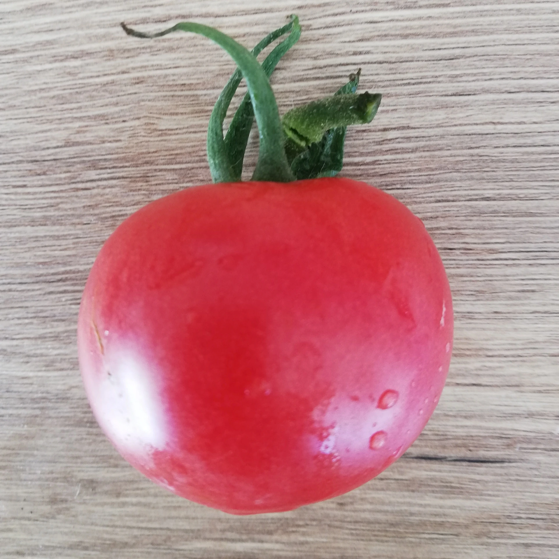 Tomate Burbank P8X8