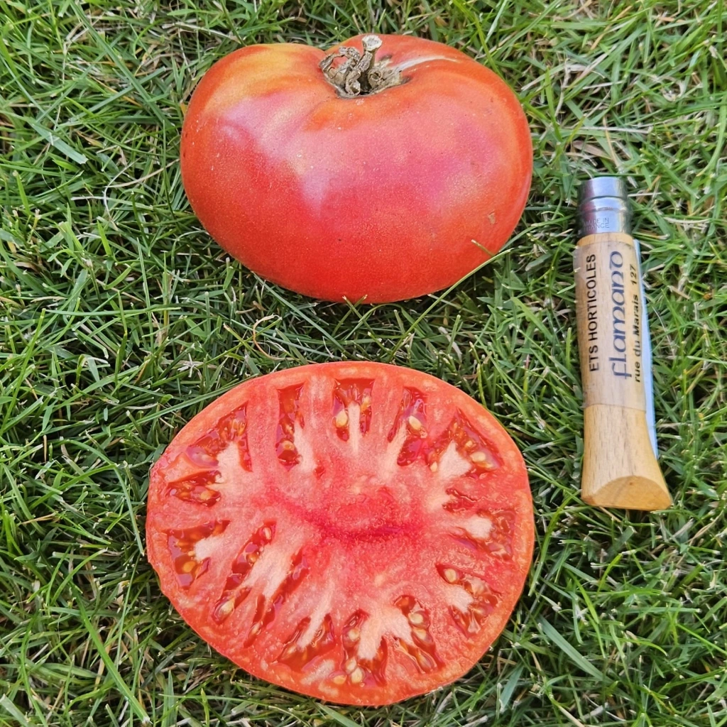 Tomate Chianti Rose P8X8