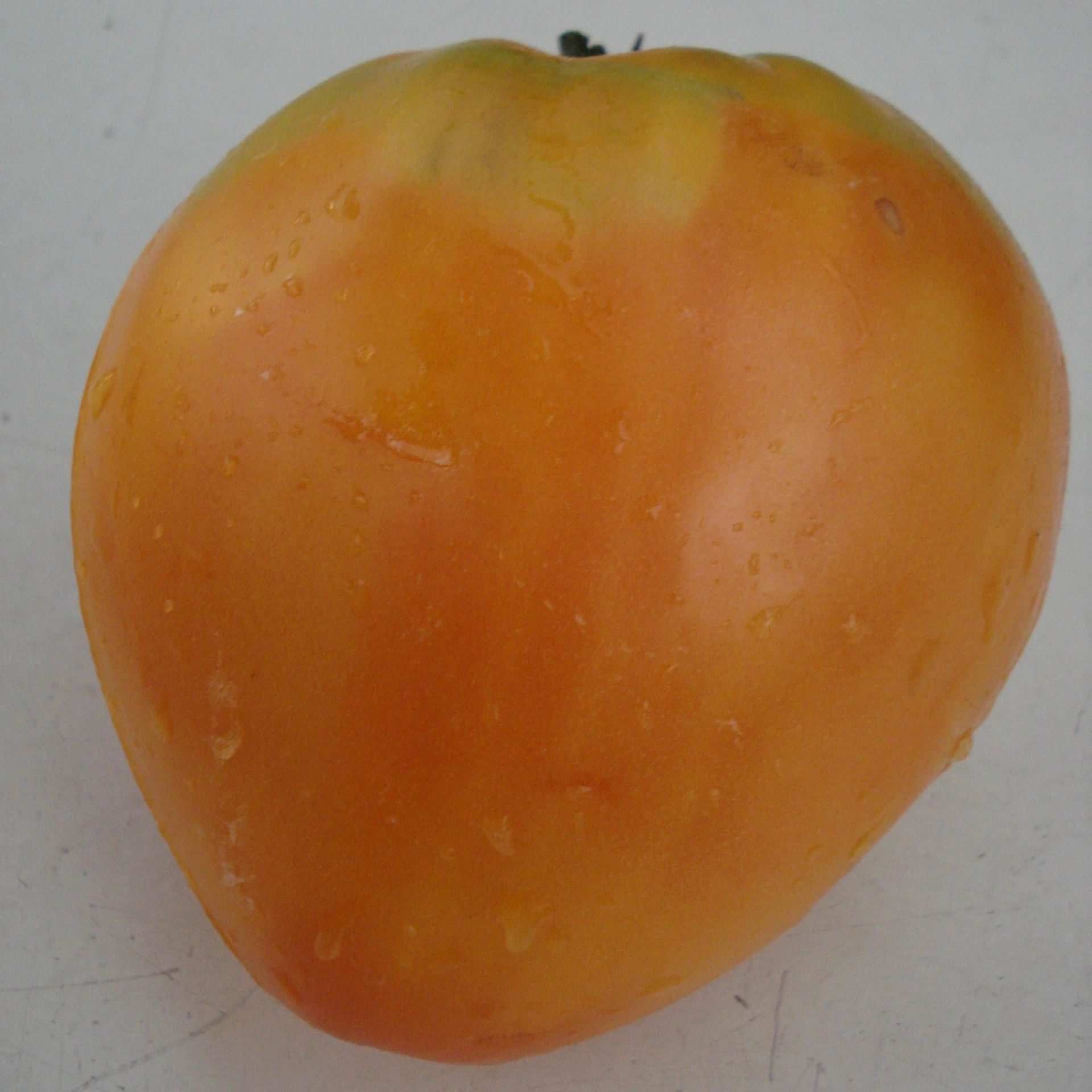 Tomate Cœur de bœuf jaune P8X8