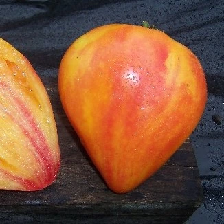 Tomate Coeur de boeuf striée P8X8