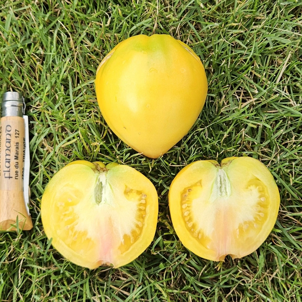 Tomate Coeur d'Or P8X8
