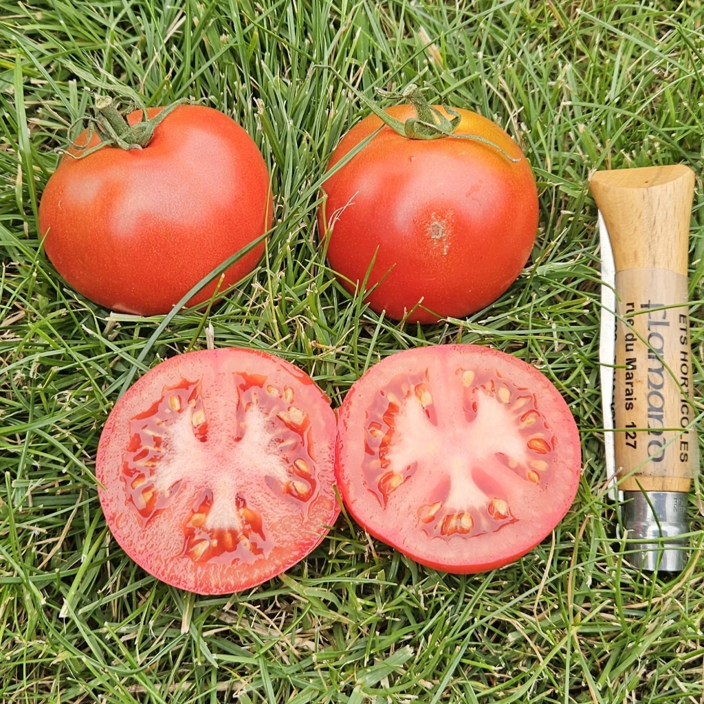Tomate Corma P8X8