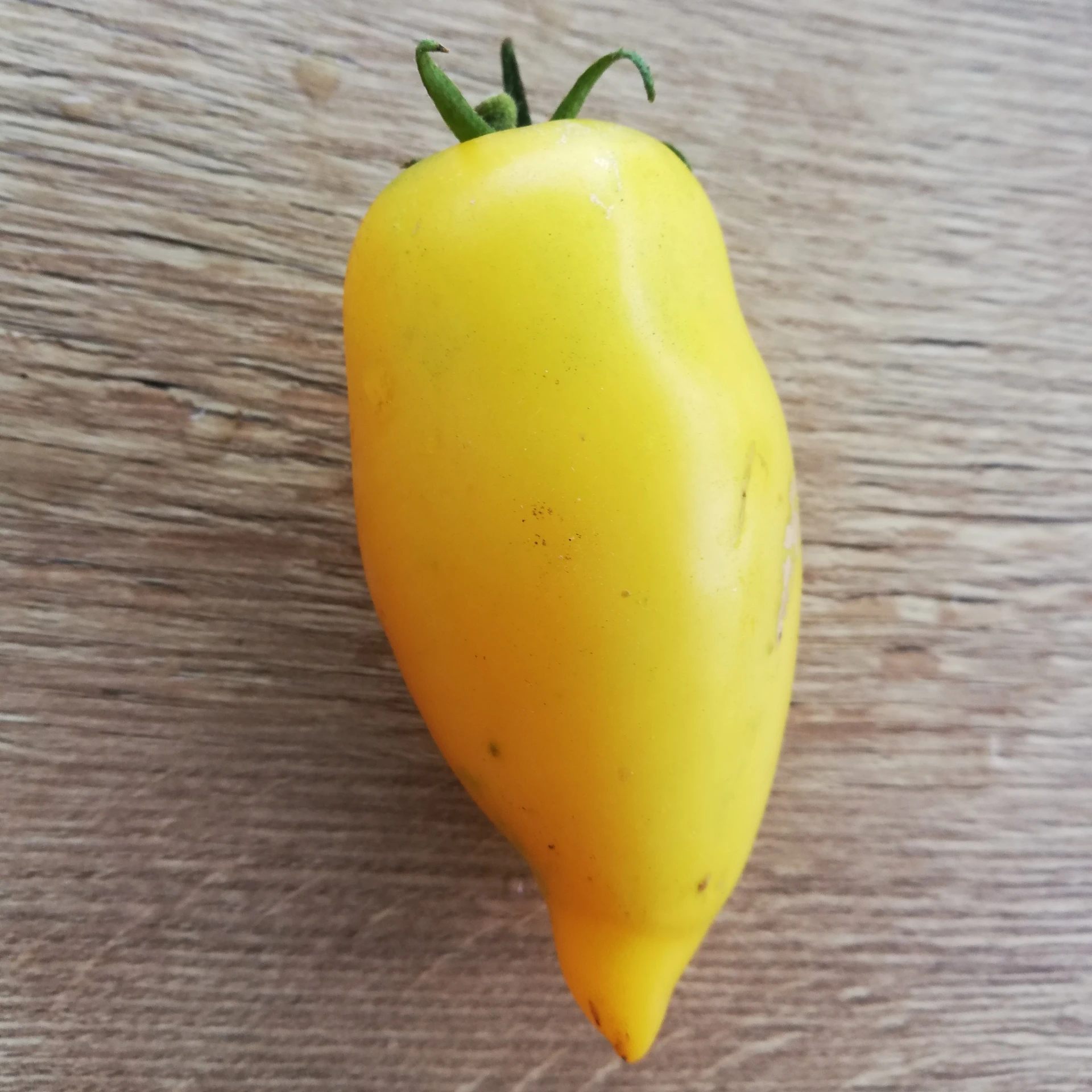 Tomate Cornue des Andes jaune P8X8