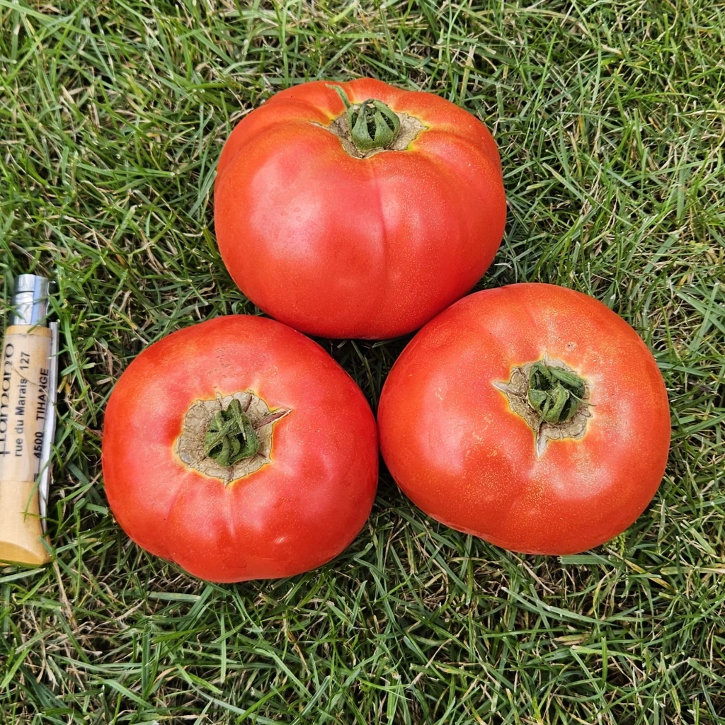 Tomate Cosmonaute Volkov P8X8