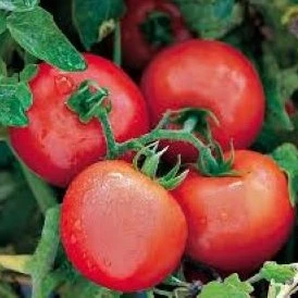 Tomate Defiant F1 P9X9 TC
