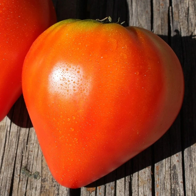 Tomate Fleurette F1, cœur de bœuf P9X9 TC