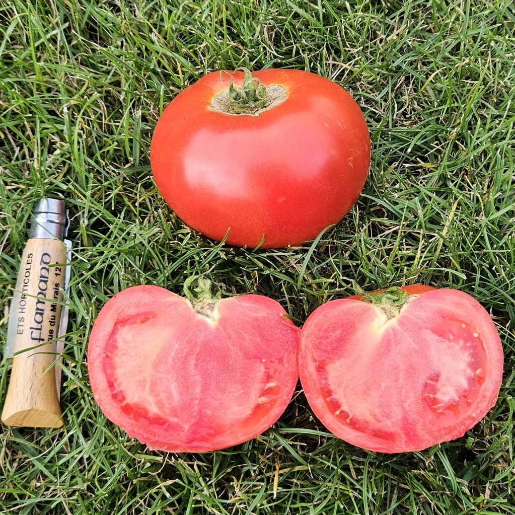 Tomate Galadiant F1 P9X9 TC