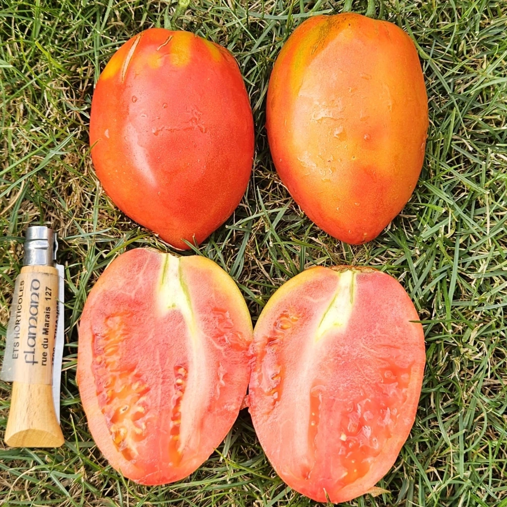 Tomate Giant pear P8X8