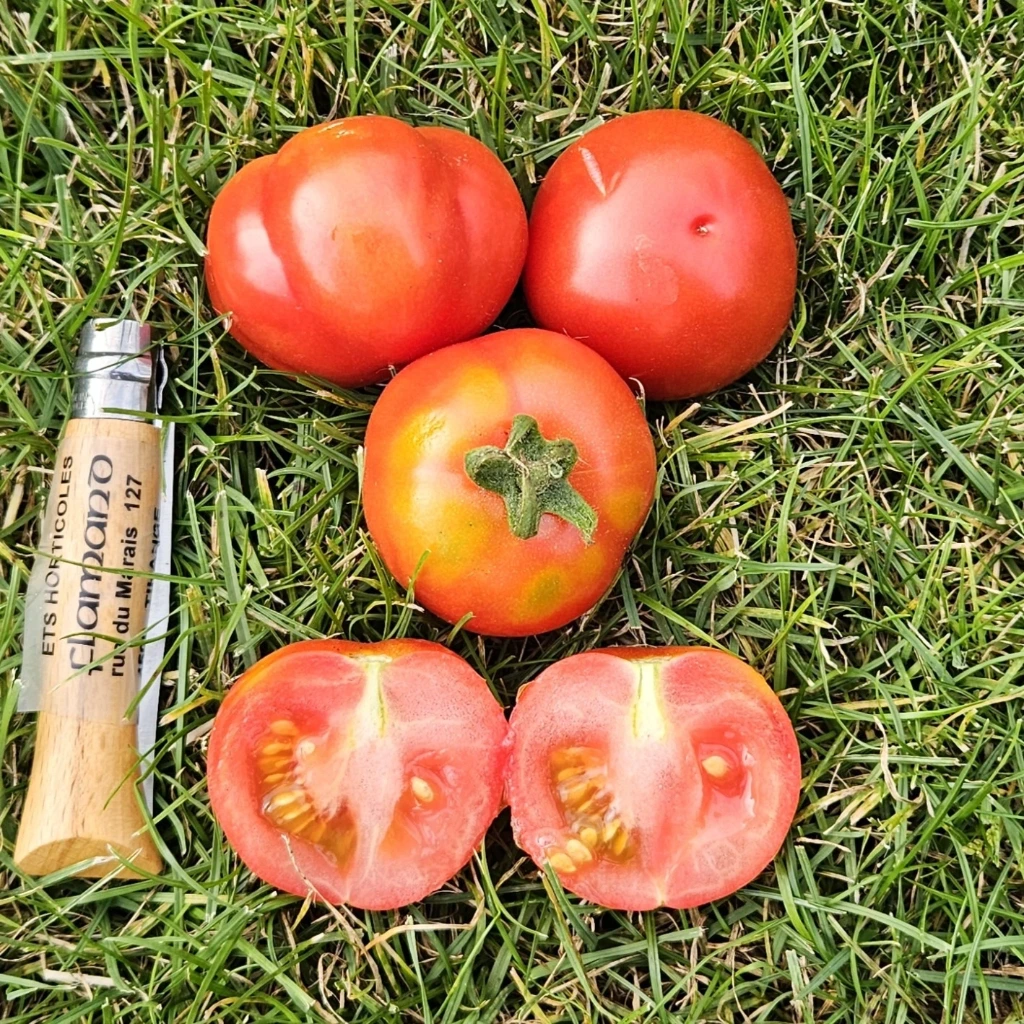 Tomate Gloire de Malines P8X8