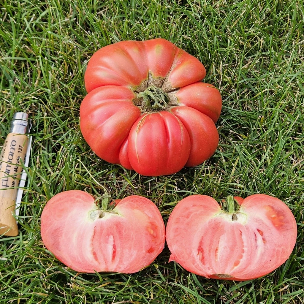 Tomate Gloire de Wilrijk P8X8