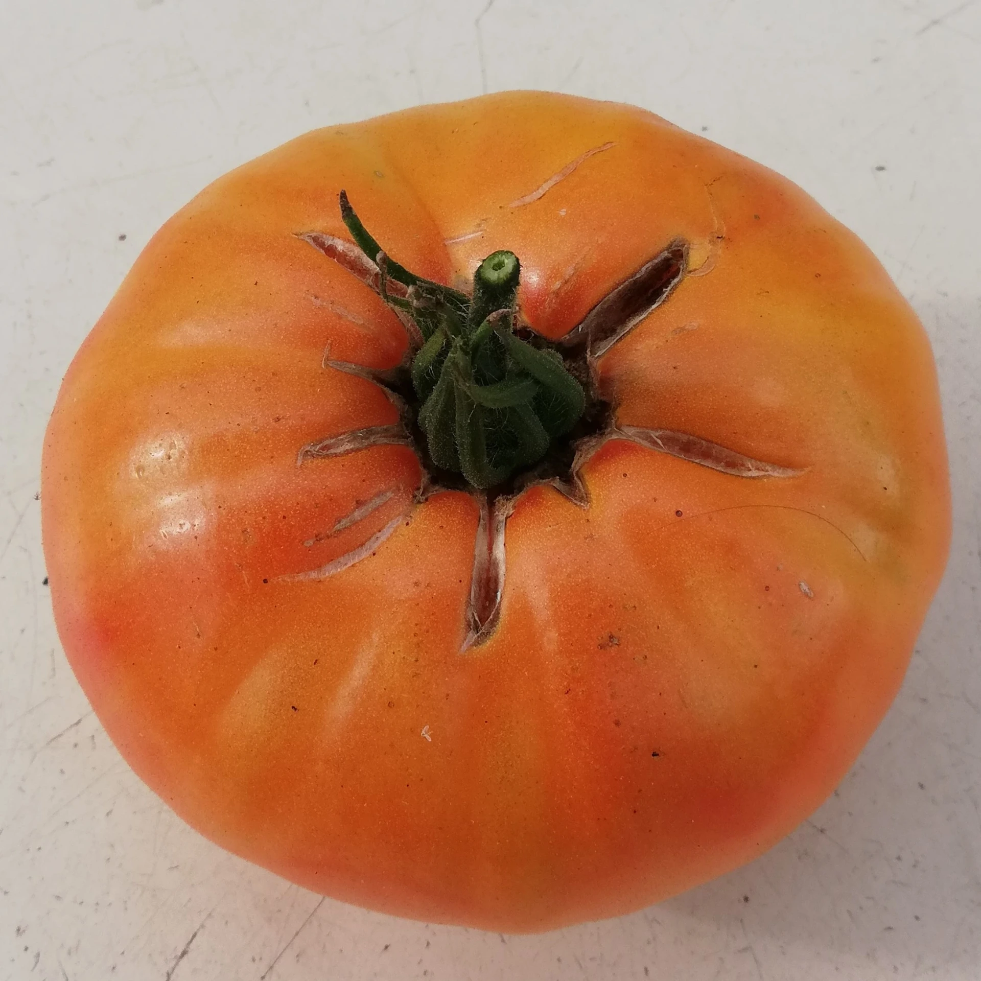 Tomate Joyau d'Oaxaca P8X8
