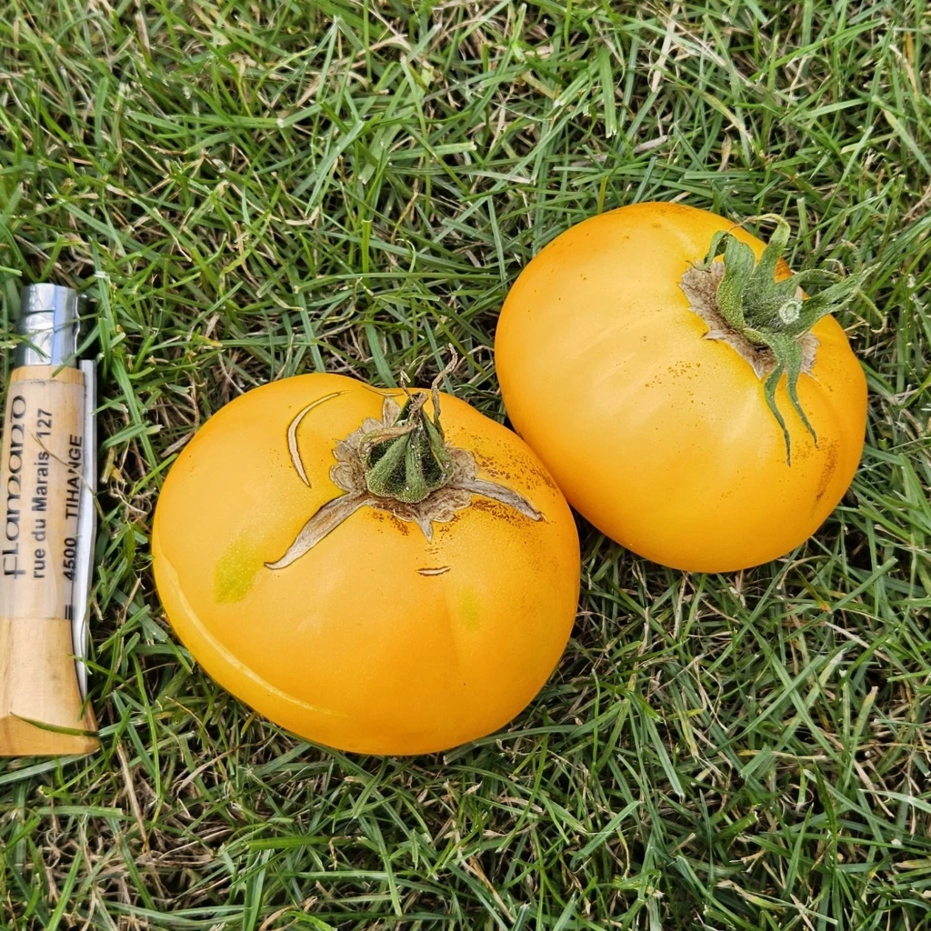 Tomate Lemon boy F1 P9X9