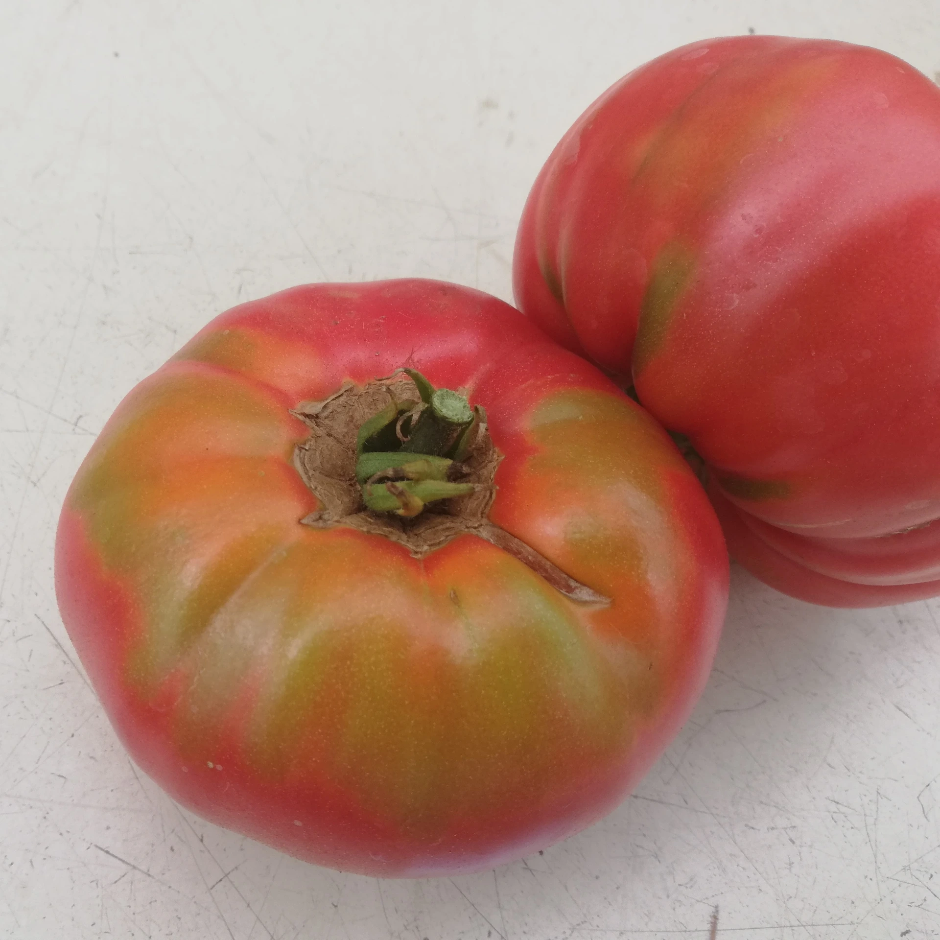 Tomate Omar Libanaise P8X8