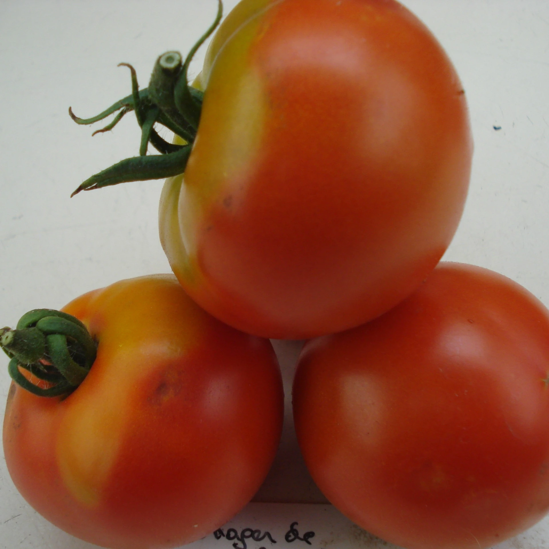 Tomate Potager de Vilvorde P8X8
