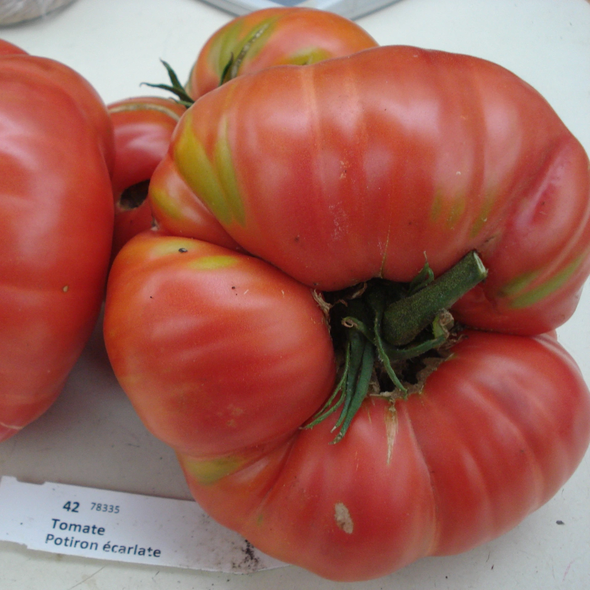 Tomate Potiron écarlate P8X8