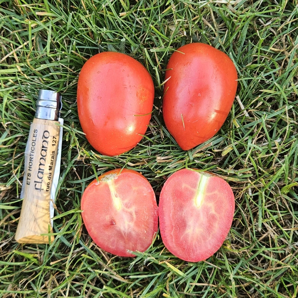 Tomate Prosperiant F1 P9X9 TC