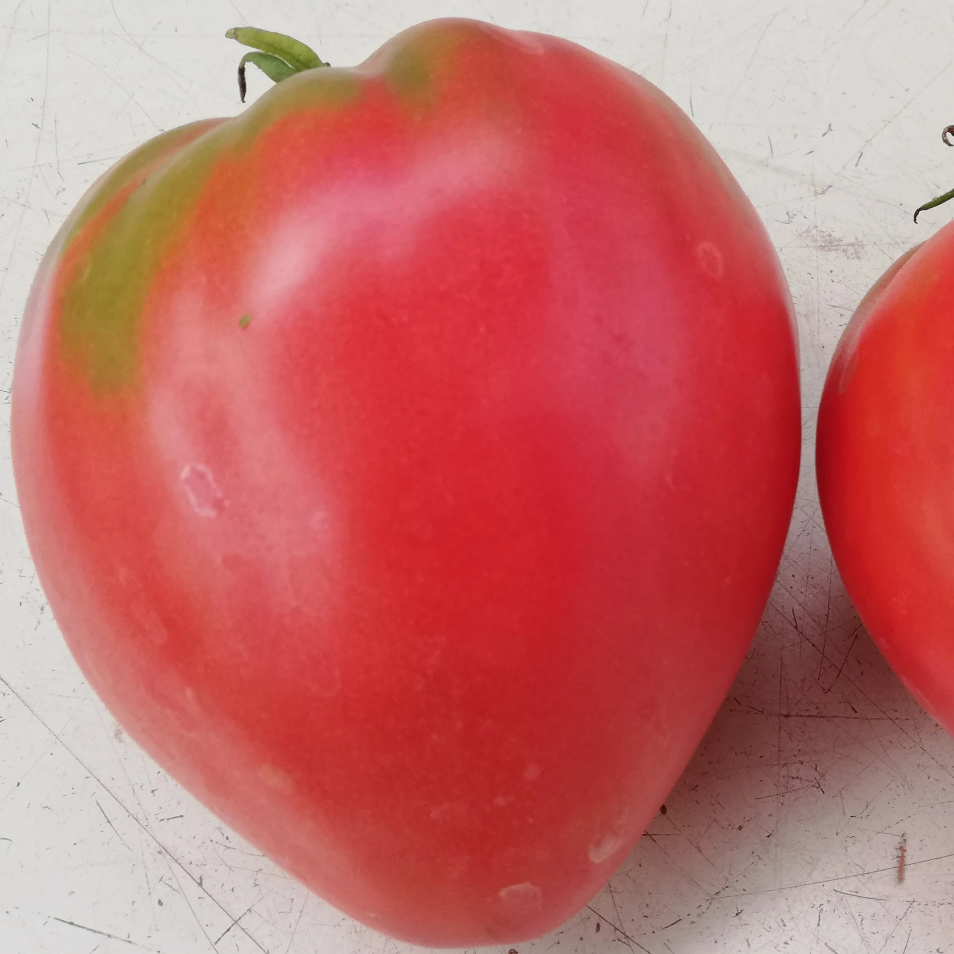 Tomate Reif's Red P8X8