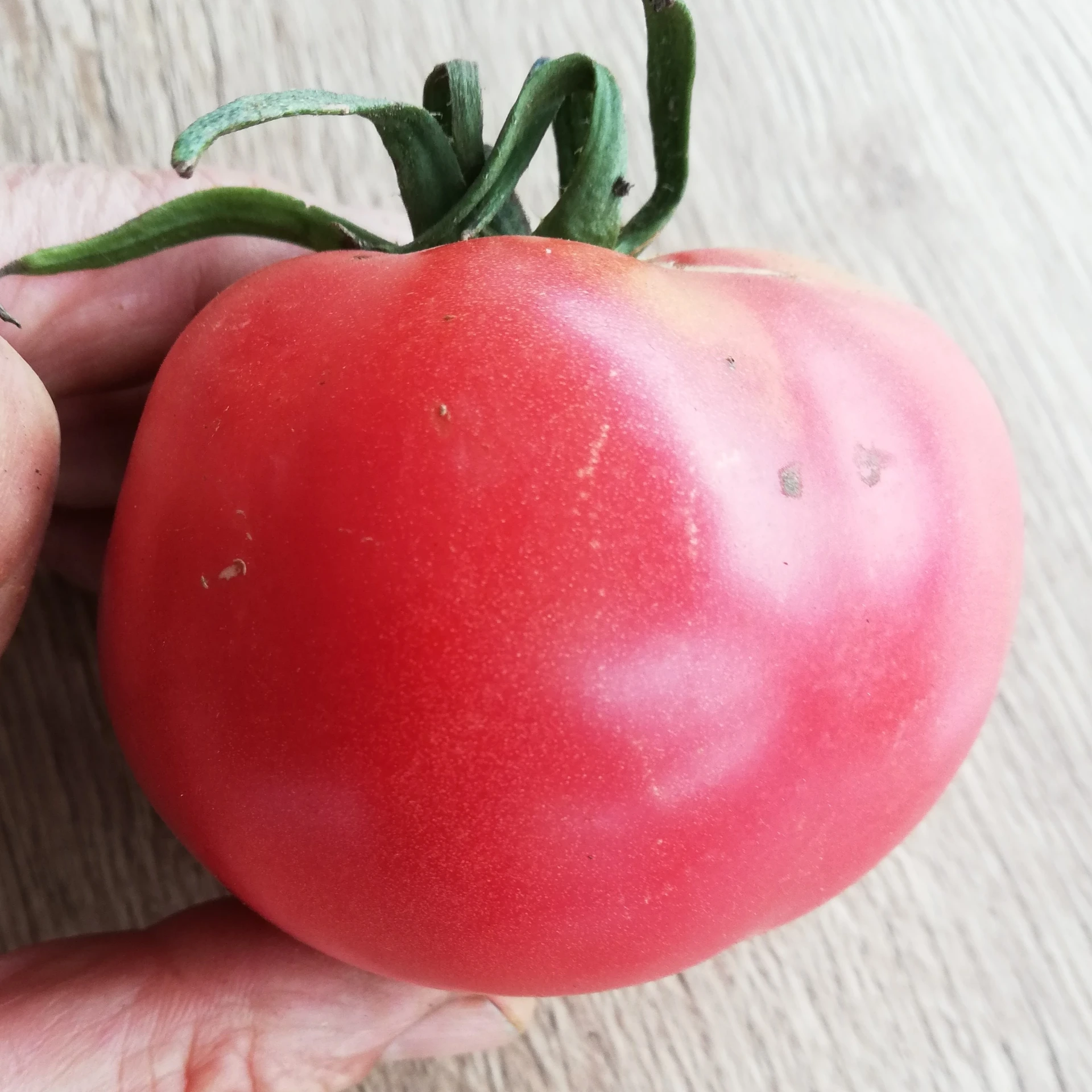 Tomate Rose de Berne P8X8