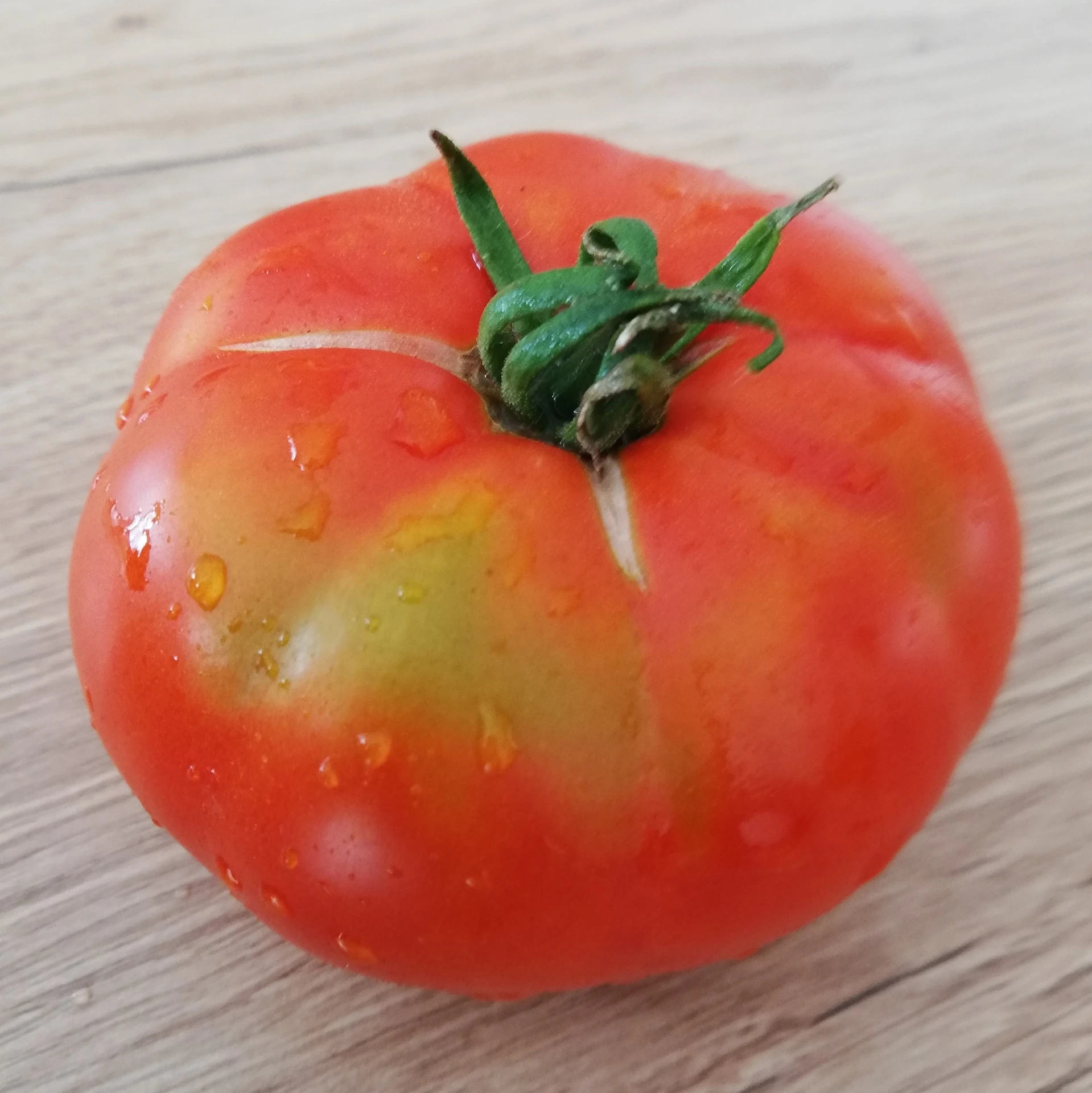 Tomate rouge de Gand P8X8