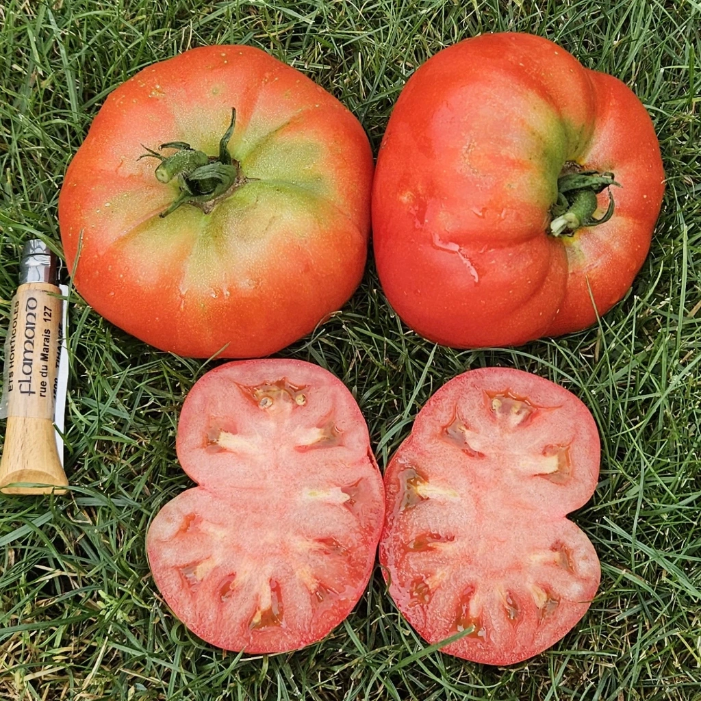 Tomate Sainte Lucie P8X8