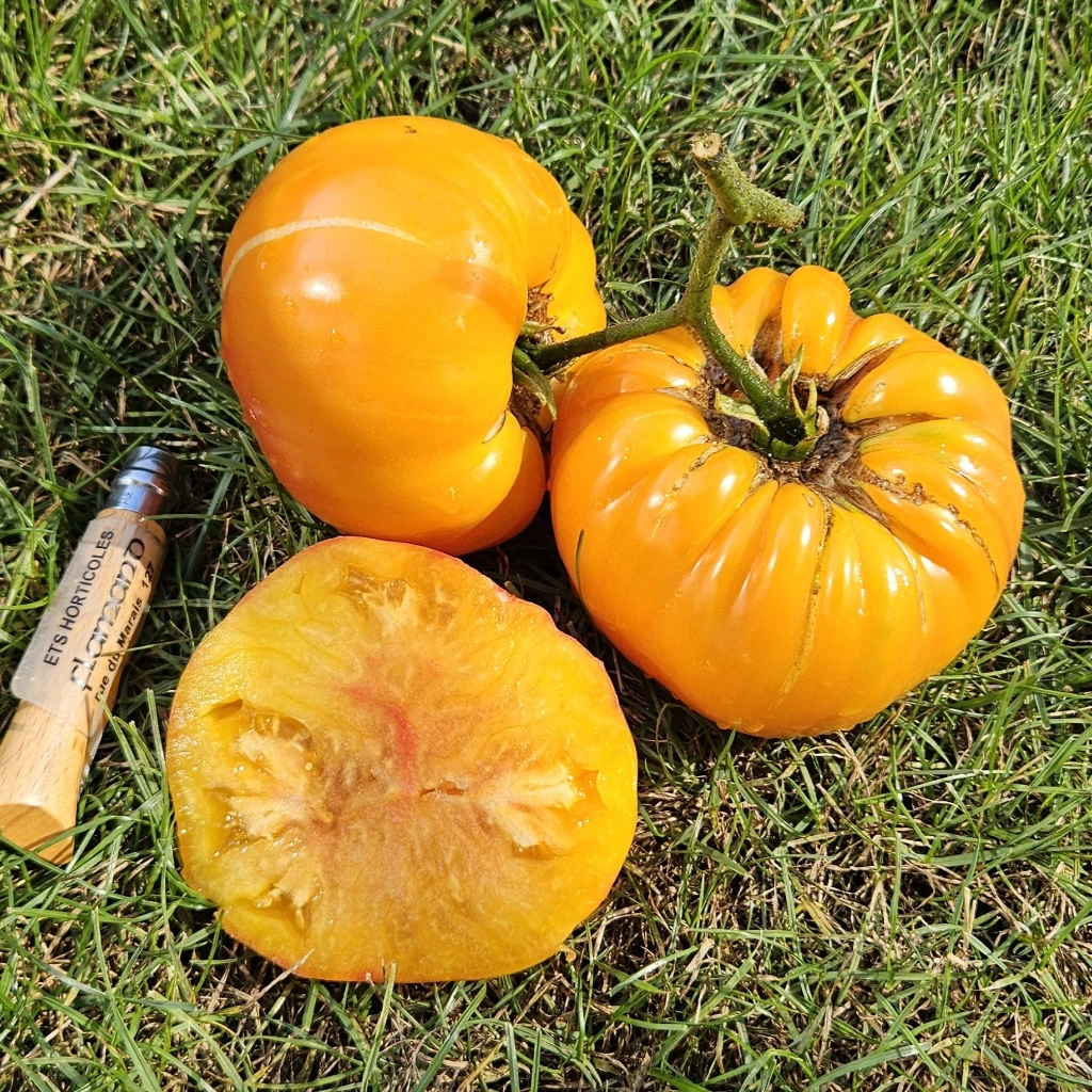 Tomate Striped German P8X8