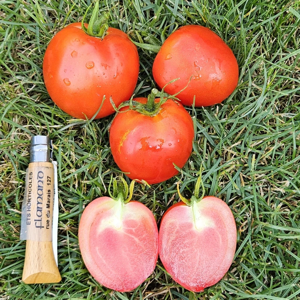 Tomate Sub Artic Plenty P8X8