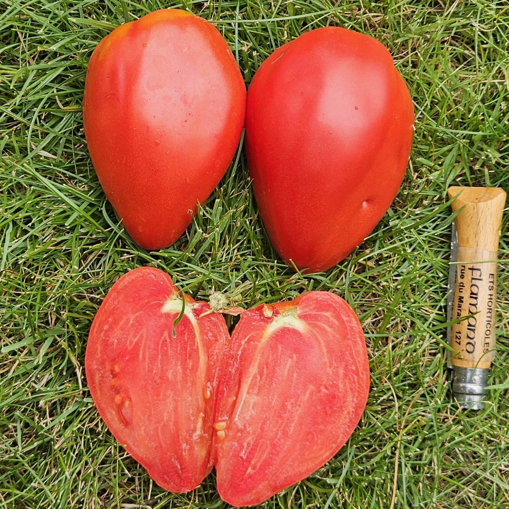 Tomate Téton de Vénus P8X8