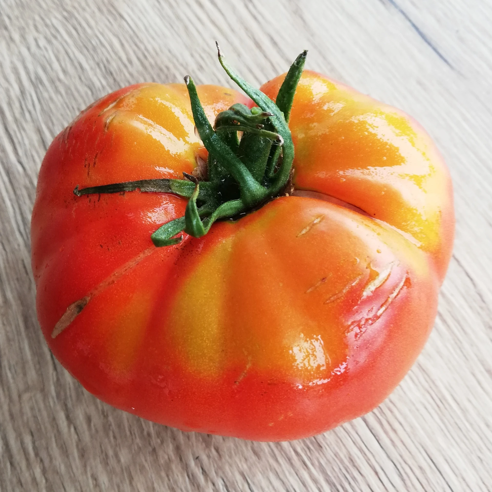 Tomate Triomphe de Liège P8X8