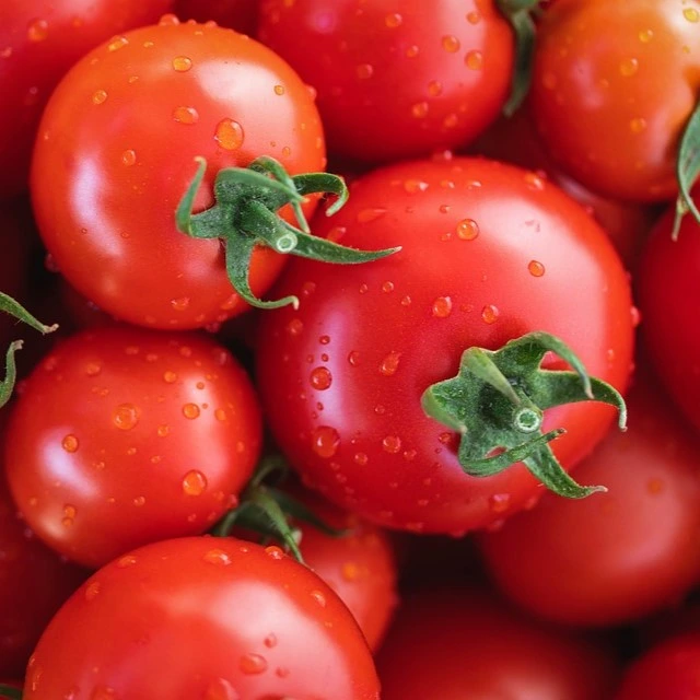 Tomate Vivaroma P9X9 TC