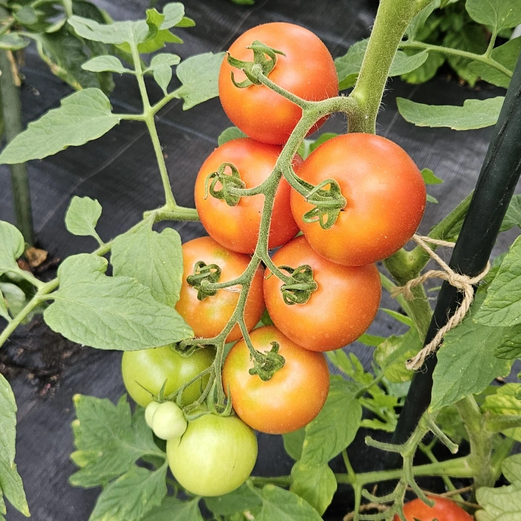 tomate grappe Premio F1 P9X9