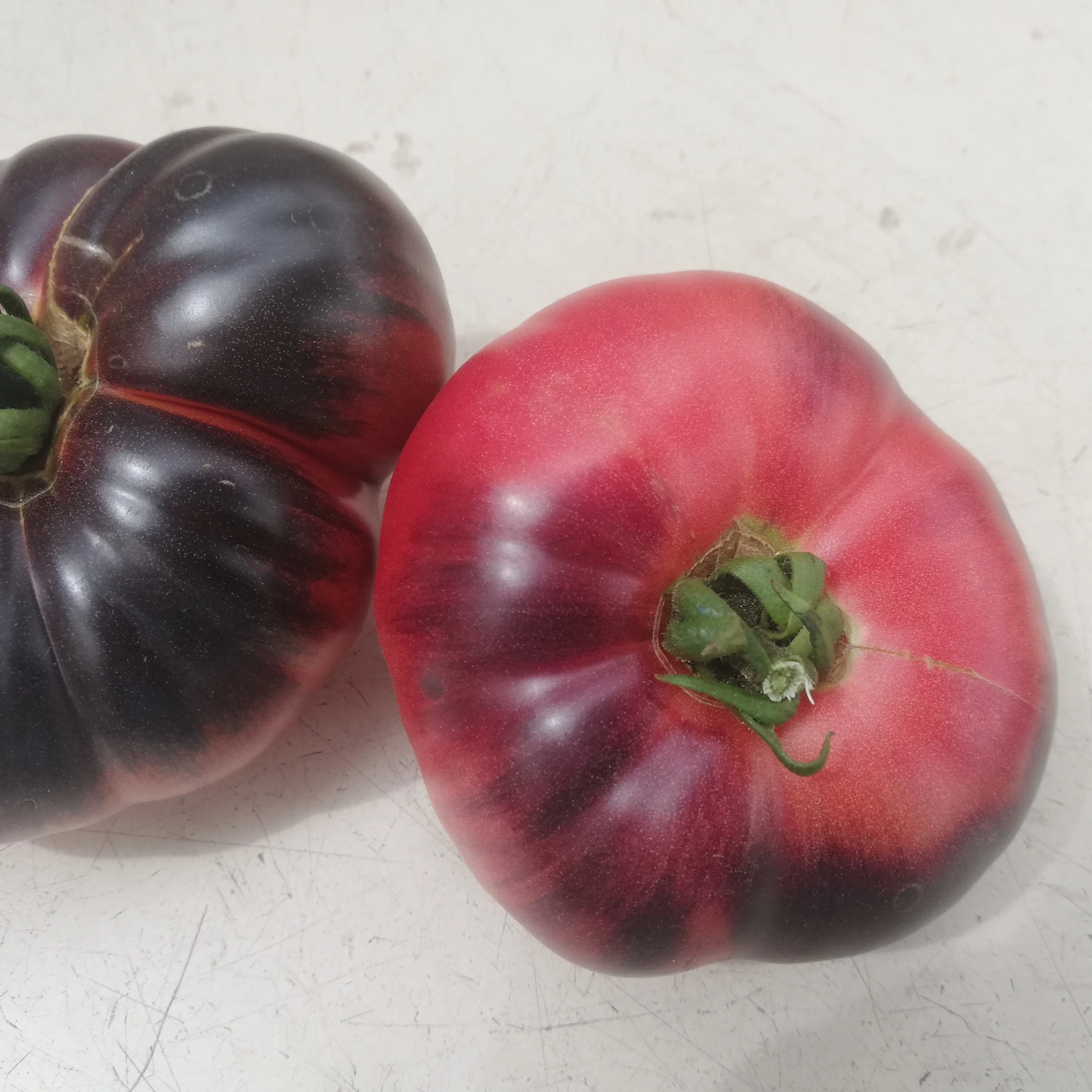 tomate bleue Blue Beauty P8X8