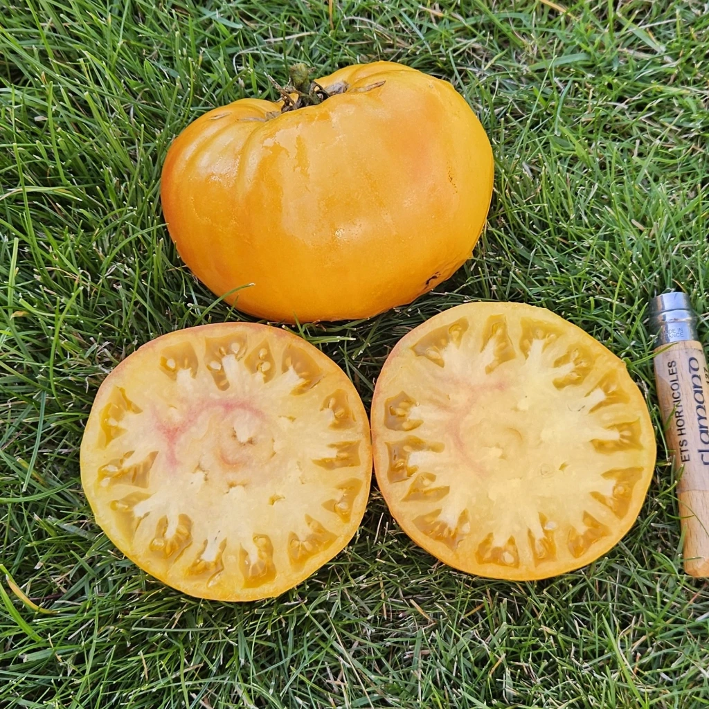tomate jaune Ananas sél. Anasun P8X8