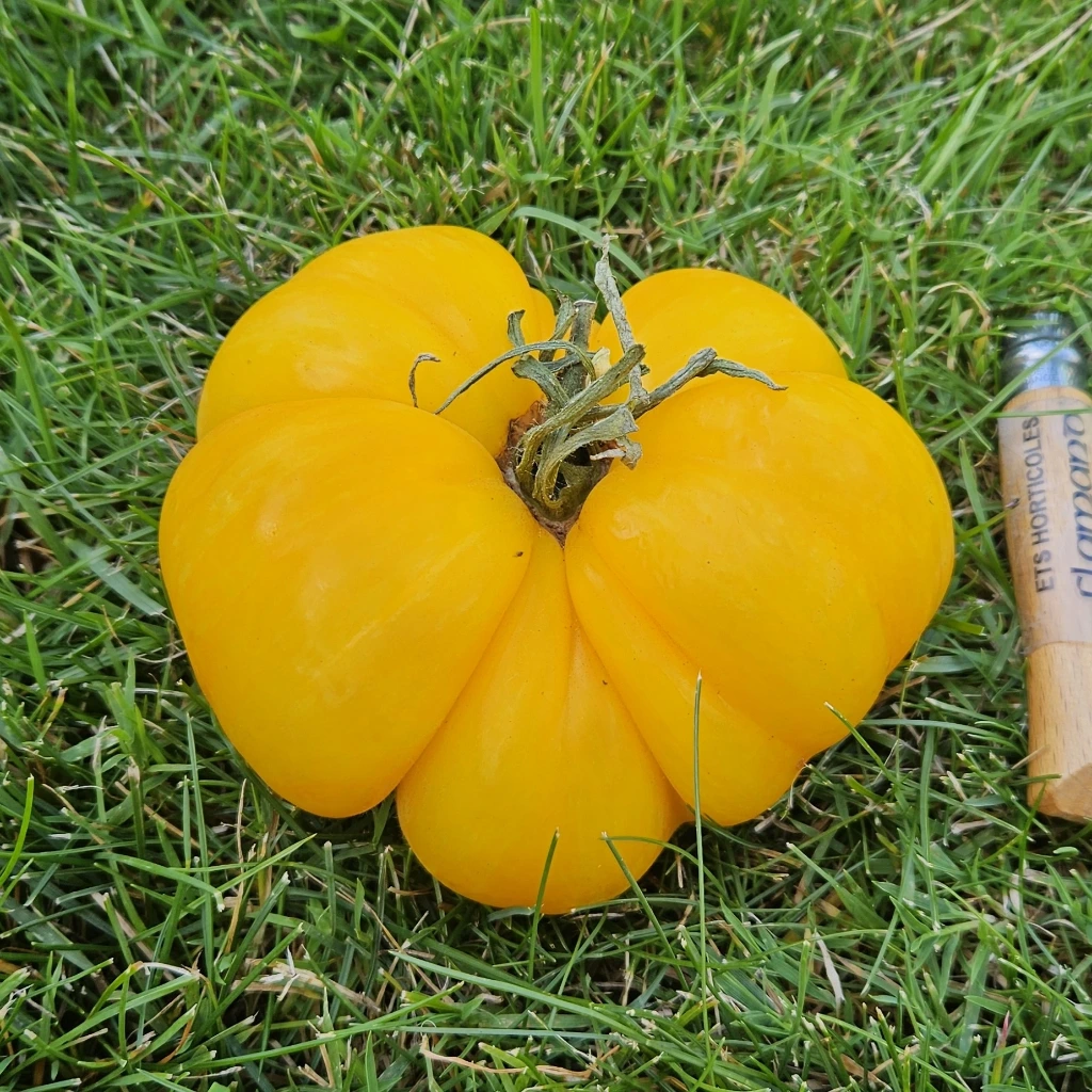 tomate jaune Big Yellow Zebra P8X8