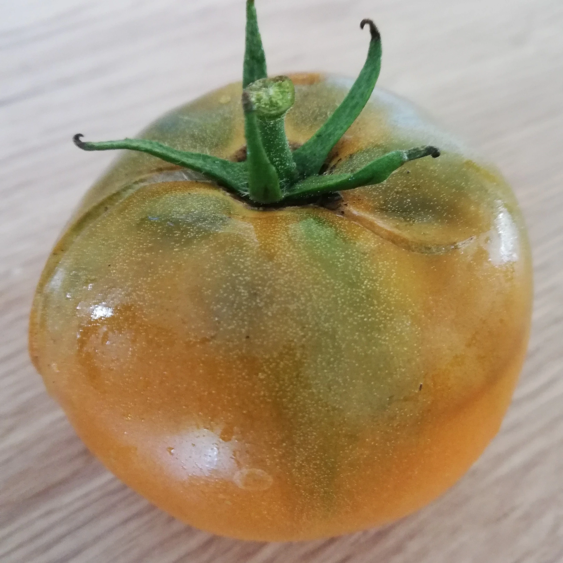 tomate jaune Bronze de Belgique P8X8