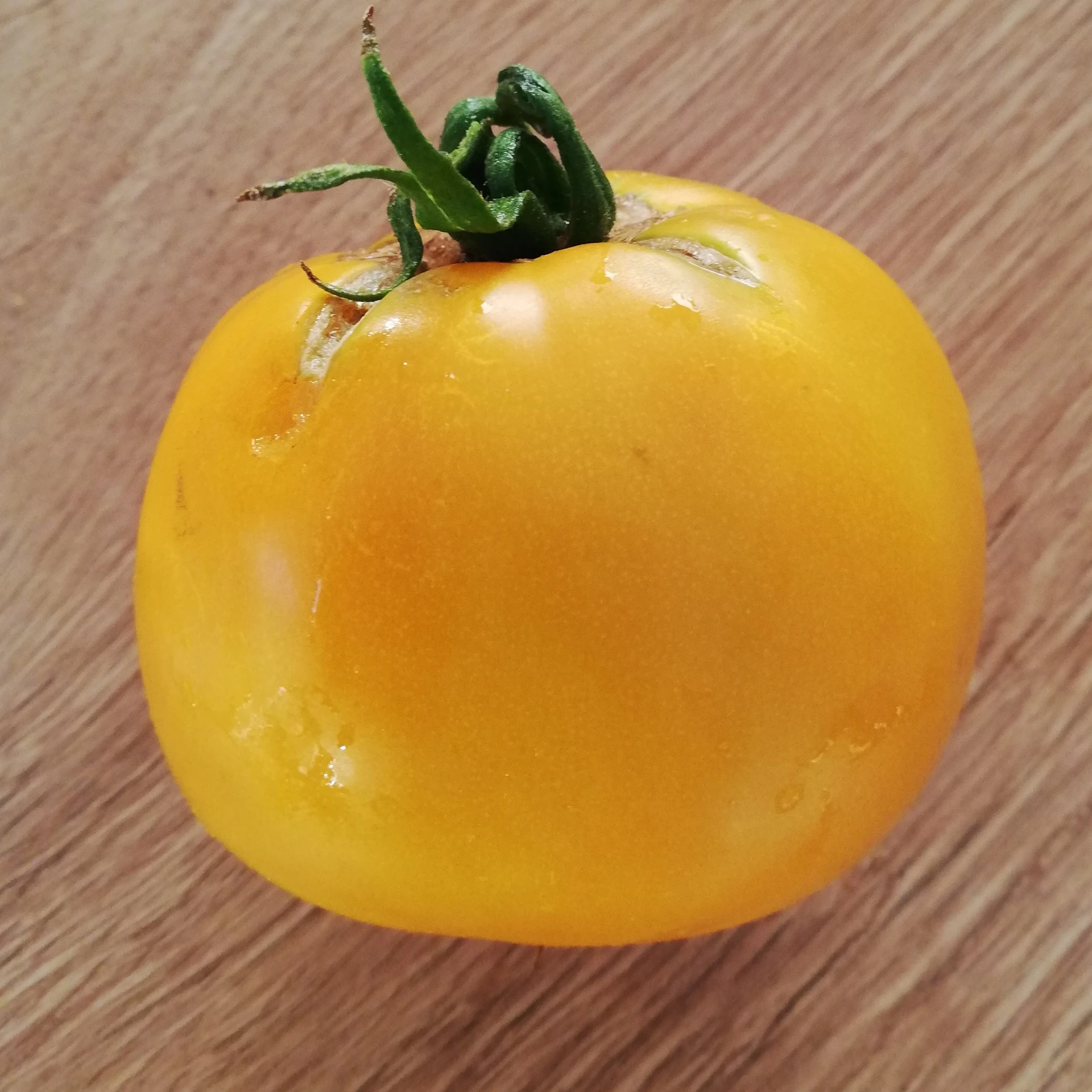 tomate jaune de Belgique P8X8