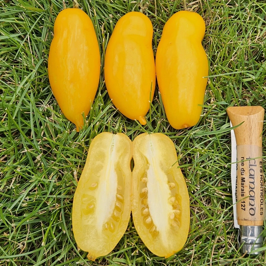 tomate jaune Roman Candle P8X8