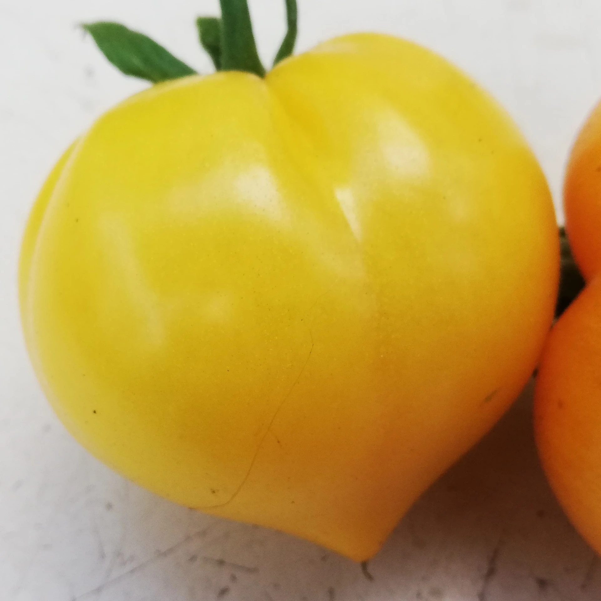 tomate jaune Téton de Wépion P8X8