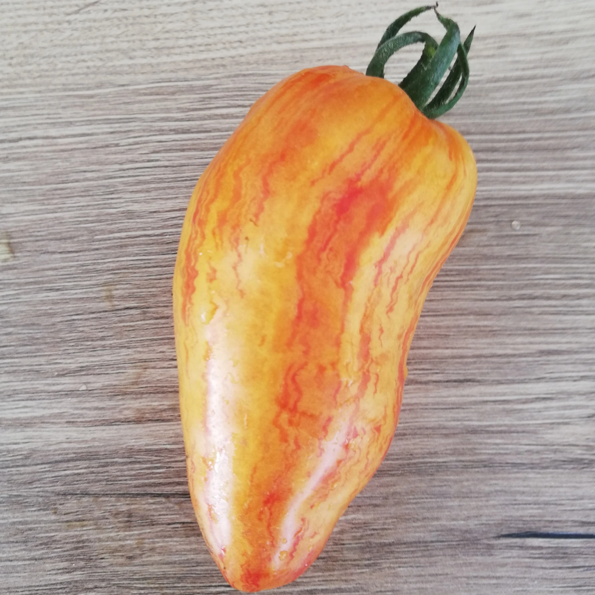 tomate jaune Yellow fire P8X8