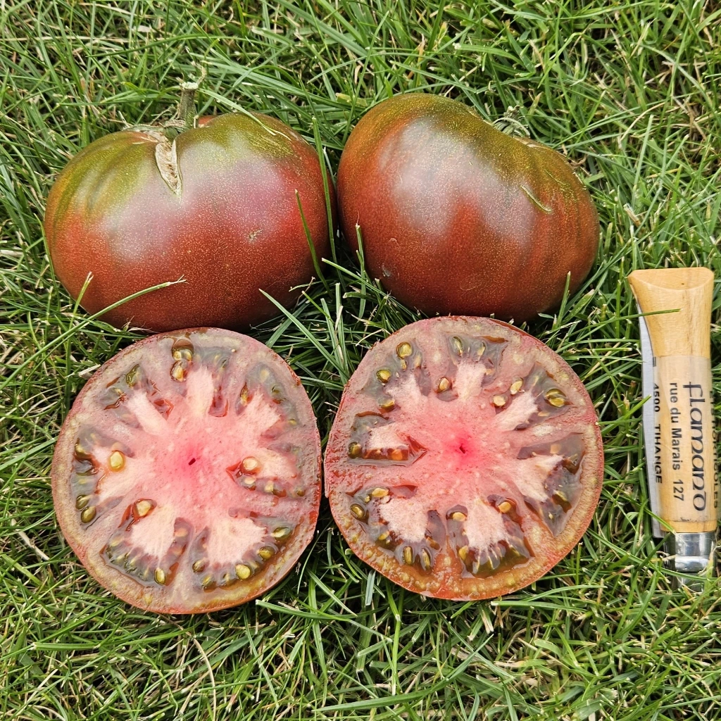tomate noire Cherokee purple P8X8