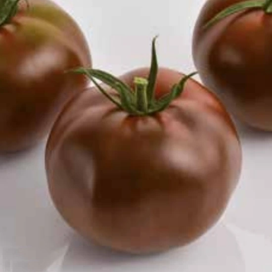 tomate noire Kakao F1 P9X9 TC