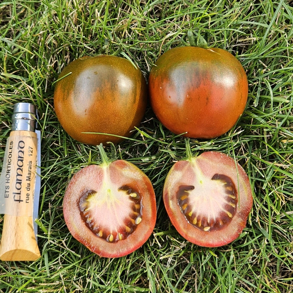 tomate noire Kumato P8X8