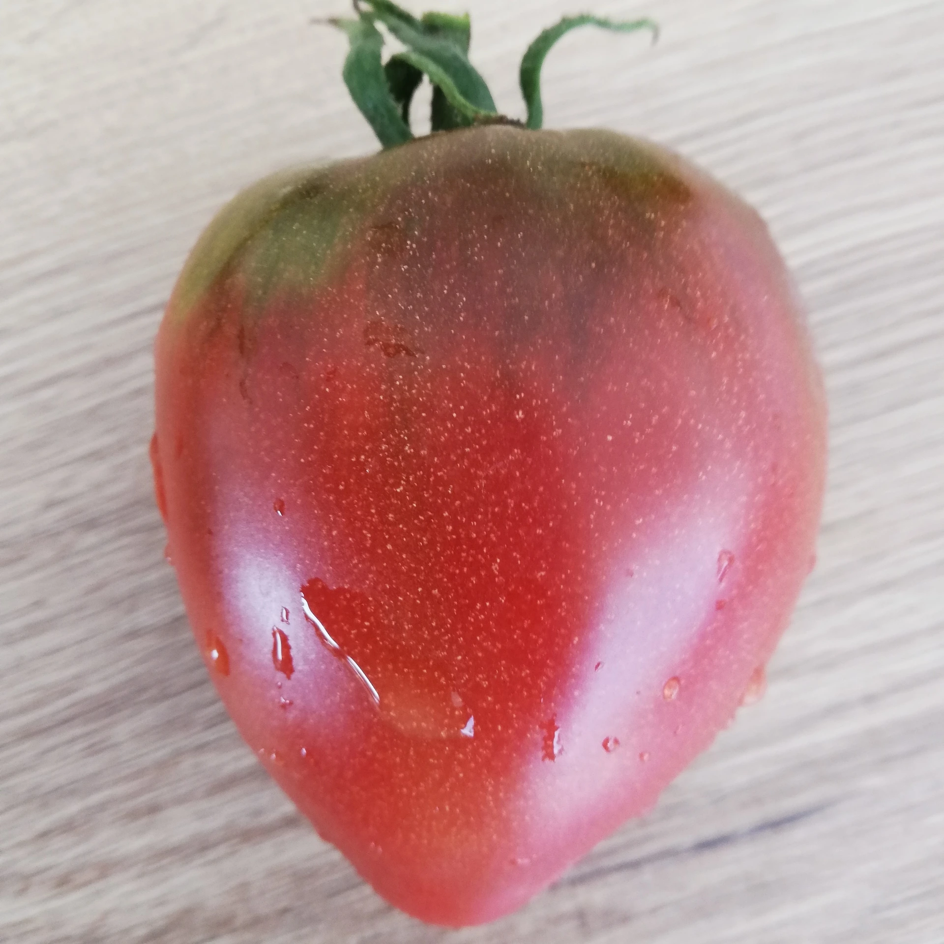 tomate noire Purple Russian P8X8