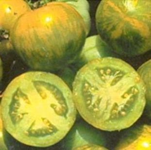 tomate verte Green Zebra P8X8