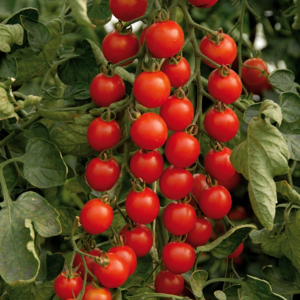Tomate cerise Apéro F1 P9X9