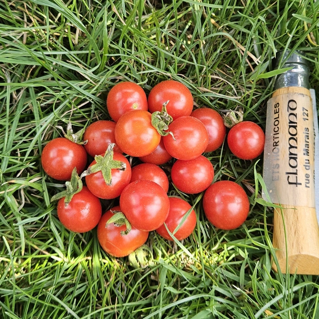 Tomate cerise Groseille 'Red Currant' P8X8